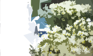 Cúc họa mi gọi mùa